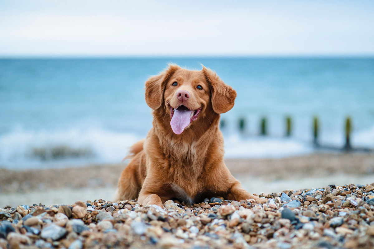 How dog friendly is the Northern Beaches?